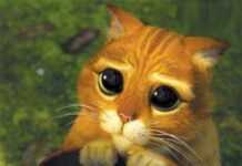 Un tueur de chats en série dans la nature ? Un tueur de chats en série dans la nature ?