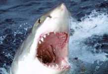 Australie : une femme de 63 ans emportée par un requin Australie : une femme de 63 ans emportée par un requin