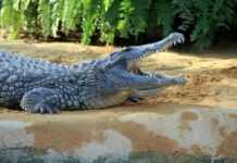 Zimbabwe : des crocodiles mis au régime végétarien pour faire de meilleurs sacs à main