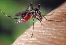 Journée mondiale du paludisme : la maladie recule en Afrique, mais tue toujours