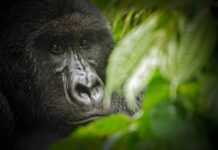 RDC-Parc des Virunga : Soco dans le viseur du WWF