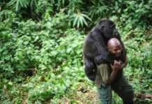 RDC : HRW dénonce les violences contre les gardiens du parc de Virunga