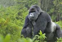 RDC : le pétrolier Soco se retire du parc des Virunga RDC : le pétrolier Soco se retire du parc des Virunga