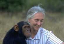 Les grands singes menacés d’extinction, selon Jane Goodall