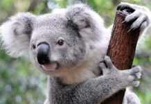 Un koala sauvé après un bouche-à-bouche