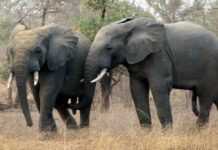 Gabon : deux hommes transformés en éléphants sèment la terreur dans le Haut-Ogooué