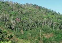 Madagascar : 36 000 ha de forêts détruits chaque année Madagascar : 36 000 ha de forêts détruits chaque année