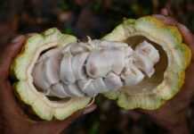 Premier producteur de cacao, l’Afrique capte 1% des revenus de sa transformation