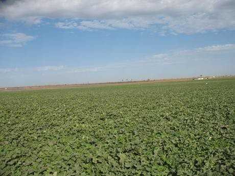 Plantations de melon