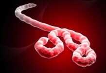 Ebola : vers un traitement efficace contre le virus ? Ebola : vers un traitement efficace contre le virus ?