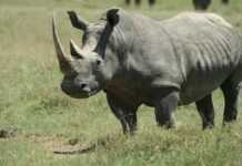 Afrique du Sud : vers la légalisation du commerce de cornes de rhinocéros