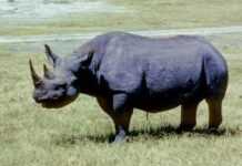 Namibie : 350 000 dollars pour tuer un rhinocéros noir !