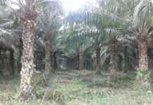 Plantation de palmier à huile