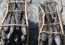 Madesu au poisson salé Poissons fumés attendent acheteurs sur le port d'Oyo