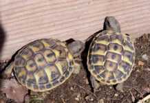 Madagascar : une Egyptienne arrêtée avec 403 tortues dans ses valises