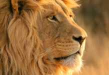 Le roi lion de retour au Rwanda Le roi lion de retour au Rwanda