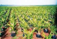 Liberia : la société Golden Veroleum accusée d’avoir profité d’Ebola pour s’enrichir Liberia : la société Golden Veroleum accusée d’avoir profité d’Ebola pour s’enrichir