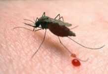 Enfin un vaccin contre le paludisme !