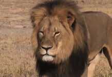 Zimbabwe : les responsables de la mort du célèbre lion Cecil jugés mercredi Zimbabwe : les responsables de la mort du célèbre lion Cecil jugés mercredi