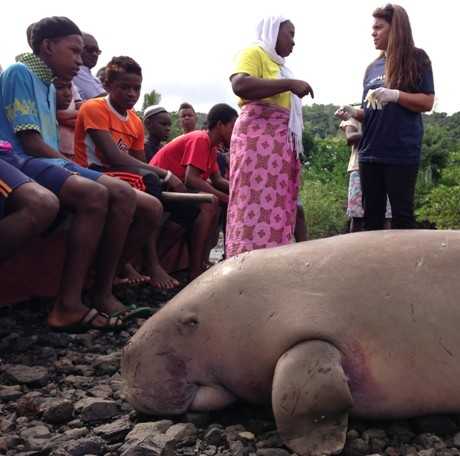 fi_environnement_dugong1.jpg fi_environnement_dugong1.jpg