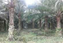 Plantation de palmiers à huile au Congo