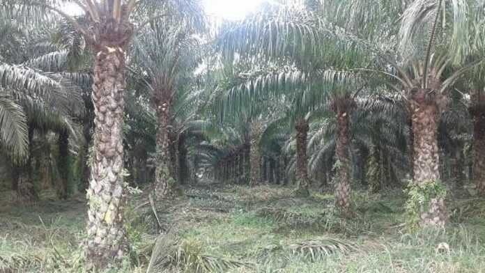 Plantation de palmiers à huile au Congo