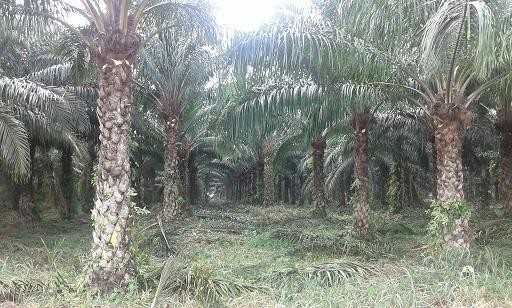 Plantation de palmiers à huile au Congo