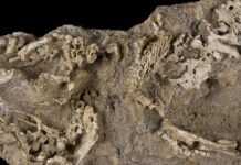 Mongolie : découverte de squelettes de bébés dinosaures encore dans leur nid!