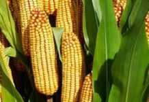 RDC : dans l’ex-Katanga, le prix de la farine de maïs flambe, la colère gronde RDC : dans l’ex-Katanga, le prix de la farine de maïs flambe, la colère gronde