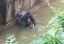 Etats-Unis : un enfant chute dans l’enclos d’un gorille, l’animal abattu