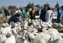 Aïd El-kébir : comment le Sénégal a fêté le mouton