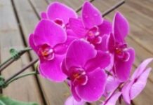 Civet de Pintade à la Créole Civet de Pintade à la Créole