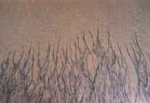 Le réveil des peuples Le réveil des peuples