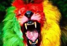 Cameroun : ces Lions-là qu’on disait sans talent !