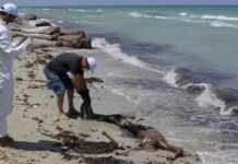 Migrations : sept morts dont un petit garçon au large de la Libye Migrations : sept morts dont un petit garçon au large de la Libye