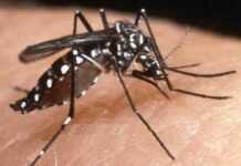 Alerte à la dengue au Kenya Alerte à la dengue au Kenya