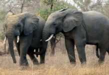 Sécheresse : les éléphants du Zimbabwe en souffrance