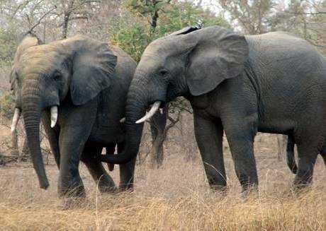 Elephant