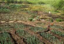Le Sénégal sème les graines du renouveau rural