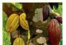 Deal du cacao entre la Côte d’Ivoire et le Ghana