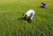 Les subventions agricoles ont affamé le Kenya