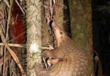 Trois tonnes d’écailles de pangolin saisies et 8 personnes arrêtées en Côte d’Ivoire Trois tonnes d’écailles de pangolin saisies et 8 personnes arrêtées en Côte d’Ivoire