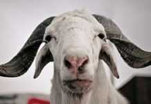 Lebara et Afrimarket envoient des moutons en Afrique de l’Ouest Lebara et Afrimarket envoient des moutons en Afrique de l’Ouest