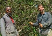 Cameroun : Ossiculum aurantiacum, une espèce phare pour la conservation des orchidées