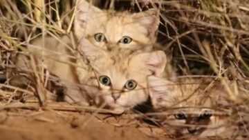 Les chats d’Europe serait originaire du Maghreb relève la génétique Trois chatons Sand Kitten
