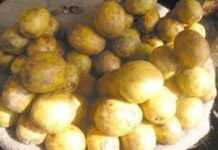 Fabrication du jus de Cassemangue ou Cassemango