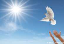 Pour une éducation à la paix dans un monde violent Pour une éducation à la paix dans un monde violent