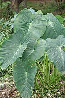 arton59595