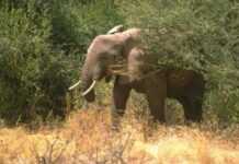 Des touristes prenant des photos piétinées par des éléphants en Zambie Des touristes prenant des photos piétinées par des éléphants en Zambie