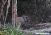 Gabon: A la découverte du Parc National de Pongara, une merveille naturelle pongara_3.jpg